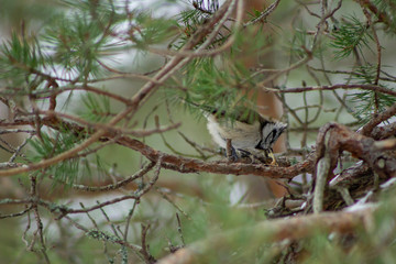 Crested tit bending down its head and eating, while standing on a branch in a forest.