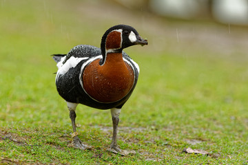 Branta ruficollis - Red-breasted Goose brightly marked species of goose in the genus Branta from...