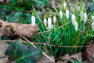 Snowdrops in the forest