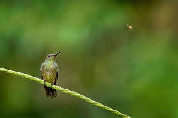 Fototapeta premium Scaly-breasted hummingbird - Phaeochroa cuvierii species of hummingbird in the family Trochilidae.