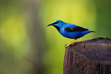 Shining Honeycreeper - Cyanerpes lucidus small blue bird with yellow leggs in the tanager family.