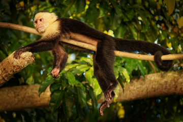 Colombian white-faced capuchin (Cebus capucinus), Colombian white-headed capuchin or Colombian white-throated capuchin, New World monkey