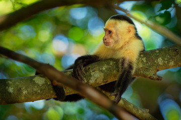 Colombian white-faced capuchin (Cebus capucinus), Colombian white-headed capuchin or Colombian white-throated capuchin