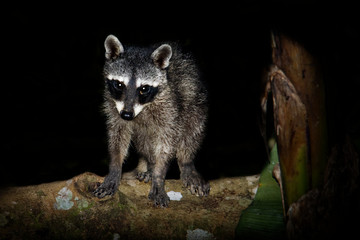 Raccoon - Procyon lotor also common raccoon, North American raccoon, northern raccoon, or coon, is a medium-sized mammal native to North America
