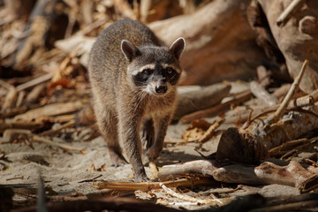 Raccoon - Procyon lotor also common raccoon, North American raccoon, northern raccoon, or coon, is a medium-sized mammal native to North America