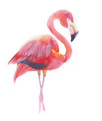 Watercolor flamingo bird animal illustration isolated on white background