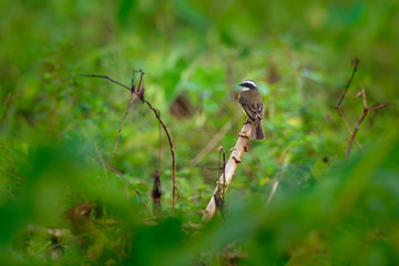 Social Flycatcher - Myiozetetes similis is a passerine bird from the Americas, a member of the large tyrant flycatcher family (Tyrannidae)