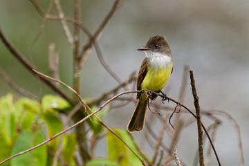 Dusky-capped Flycatcher - Myiarchus tuberculifer  passerine yellow, white and brown bird in the tyrant flycatcher family