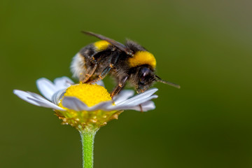 POLEN  Image of bee or honeybee on yellow flower collects nectar. Golden honeybee on flower pollen with space blur background for text. Insect. Animal