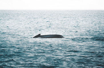 Fototapeta premium Close up view of the tail of humpback whale jumping in the cold water of Atlantic ocean in Iceland. Concept of whale watching, giant and powerful mammal