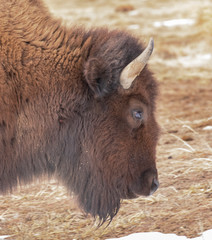 American Bison grazing in Rocky Mountain Arsenal Colorado