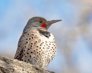 Norther flicker on a limb