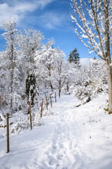 Footprints in the snow on a garden path, rope fence, deciduous and evergreen trees, blue sky and white clouds in a snow covered landscape