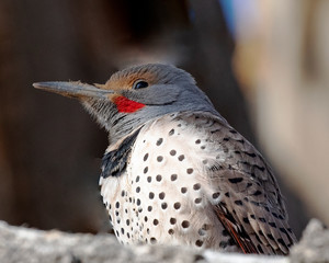 Norther flicker on a limb