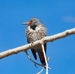 Norther flicker on a limb