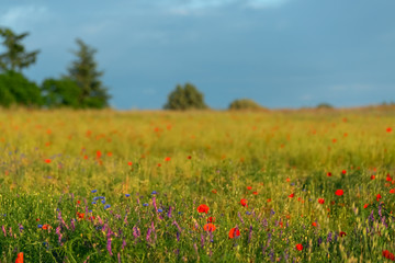 Meadow with blooming poppies in summer time. Green trees behind the poppies field. Blue sky. art photography. Nature wallpaper blurry background. Toned image doesn’t in focus.