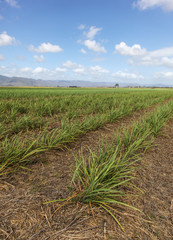 Sugar Cane Farming - Far North Queensland Australia