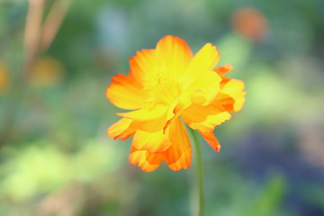 Orange flower of garden