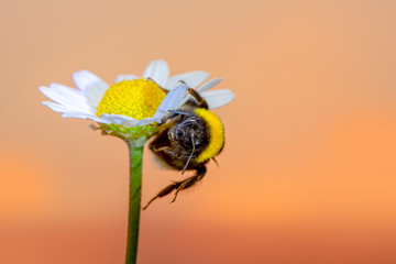 POLEN  Image of bee or honeybee on yellow flower collects nectar. Golden honeybee on flower pollen with space blur background for text. Insect. Animal