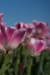 Netherlands,Lisse, a close up of a flower