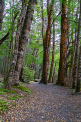 In New Zealand rain forest