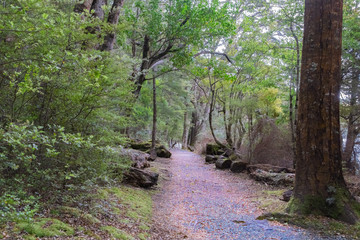 In New Zealand rain forest