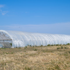 A group of greenhouses for growing tomatoes and cucumbers.