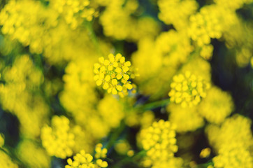 Obraz premium Bouquet of Yellow Wildflowers Creative Background