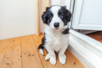 Funny portrait of cute smilling puppy dog border collie indoor. New lovely member of family little dog at home gazing and waiting. Pet care and animals concept