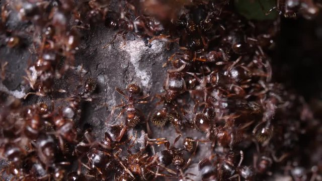 Close-up view of an ant colony swarm