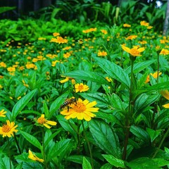 Flor