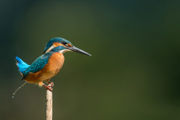 Fototapeta premium Eisvogel
