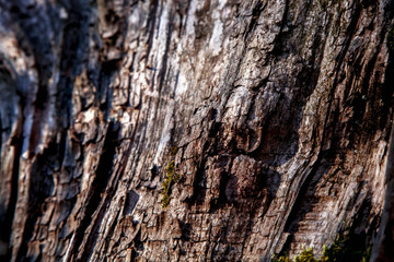 Tree. Old colourful rich wood texture and background for design pattern artwork