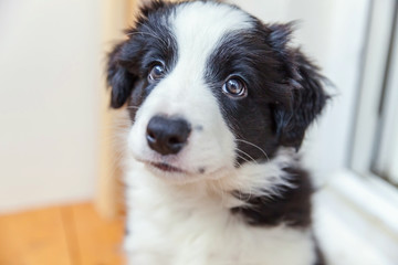 Obraz na płótnie Canvas Funny portrait of cute smilling puppy dog border collie indoor. New lovely member of family little dog at home gazing and waiting. Pet care and animals concept