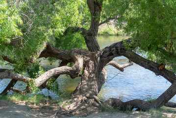 Tree at Heart Park