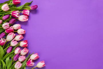 Pink tulips on violet background. Top view, copy space. Greeting card.