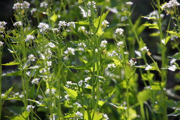Hedge Garlic plants (Alliaria petiolata) with blossoms and green leaves