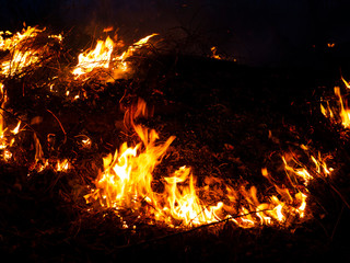 fire. wildfire, burning pine forest in the smoke and flames.