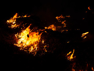 fire. wildfire, burning pine forest in the smoke and flames.