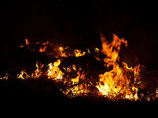 fire. wildfire, burning pine forest in the smoke and flames.