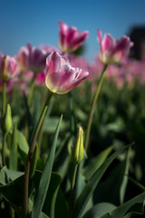 Netherlands,Lisse, a close up of a flower