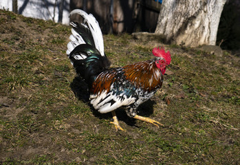 decorative rooster with bright colorful plumage in freedom