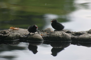 Poussins poule d'eau