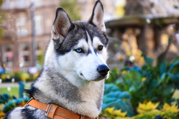 Haski white and gray dog Moulon eyes