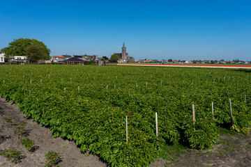 Fototapeta na wymiar Netherlands,Lisse, a large green field with trees in the background