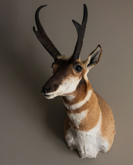 Pronghorn © Robert