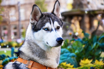 Haski white and gray dog Moulon eyes 