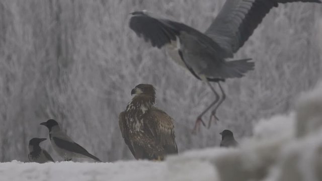 White-tailed eagle, winter