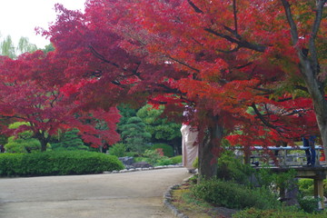 紅葉　公園　堺市