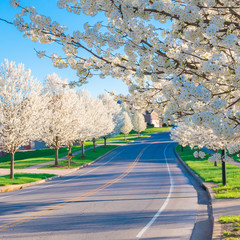 Springtime view of a street road lined by beautiful trees in blossom.  Selective focus.